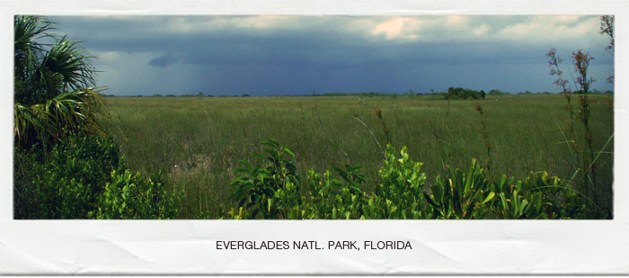 Everglades Skunk Ape Bigfoot Base