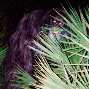 skunk ape compelling bigfoot evidence